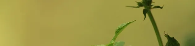 contest di cucina sulle intolleranze