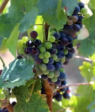vino e salute