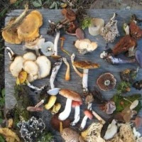 funghi_intolleranze